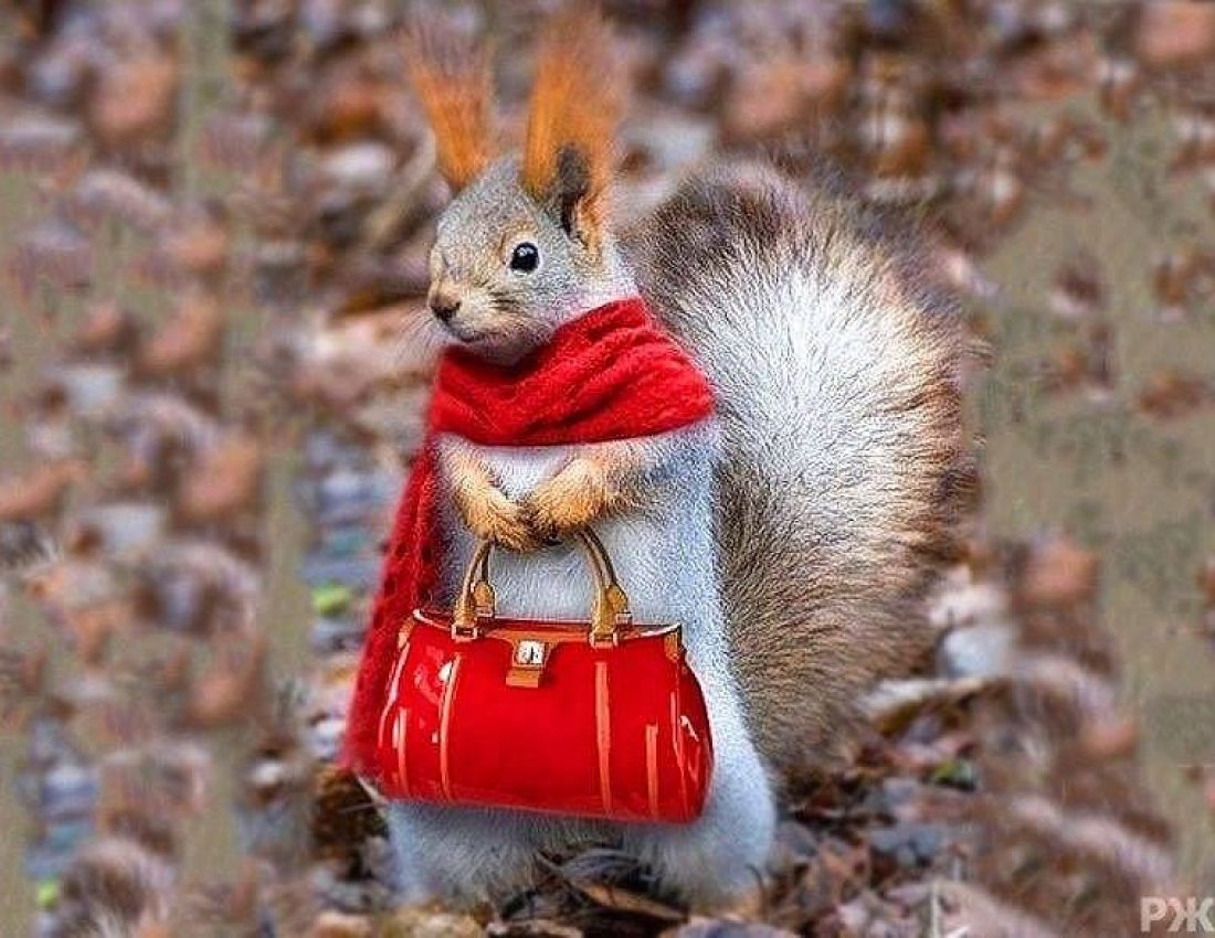 Вадим Трунов фотограф белки