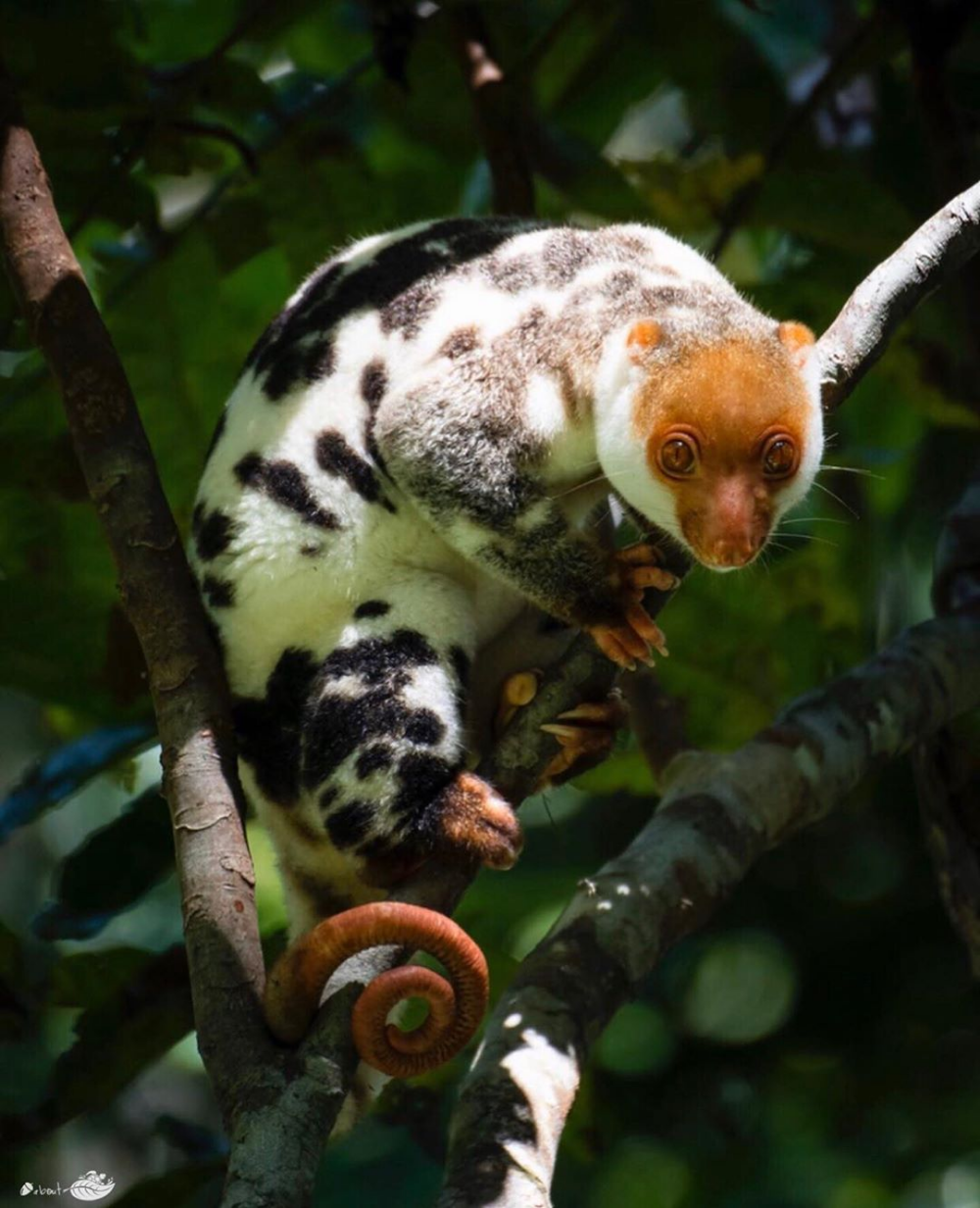 Сенегальский галаго лемур