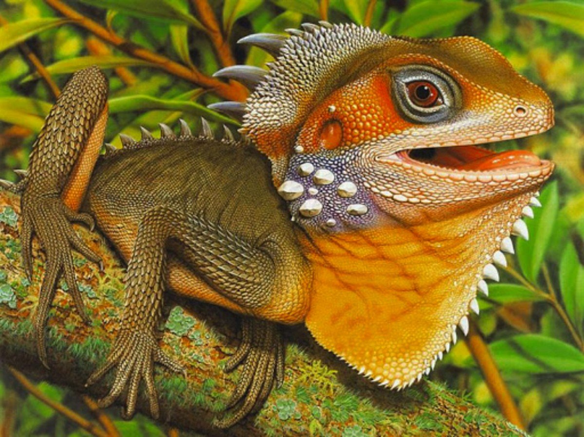 Австралийский Лесной дракон ящерица