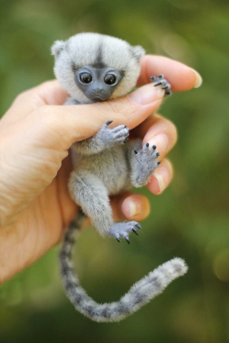 Животные Африки (с наклейками)