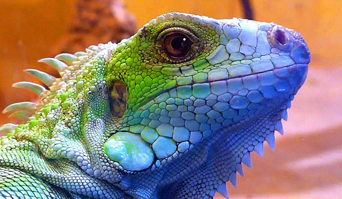 Якусимский геккон