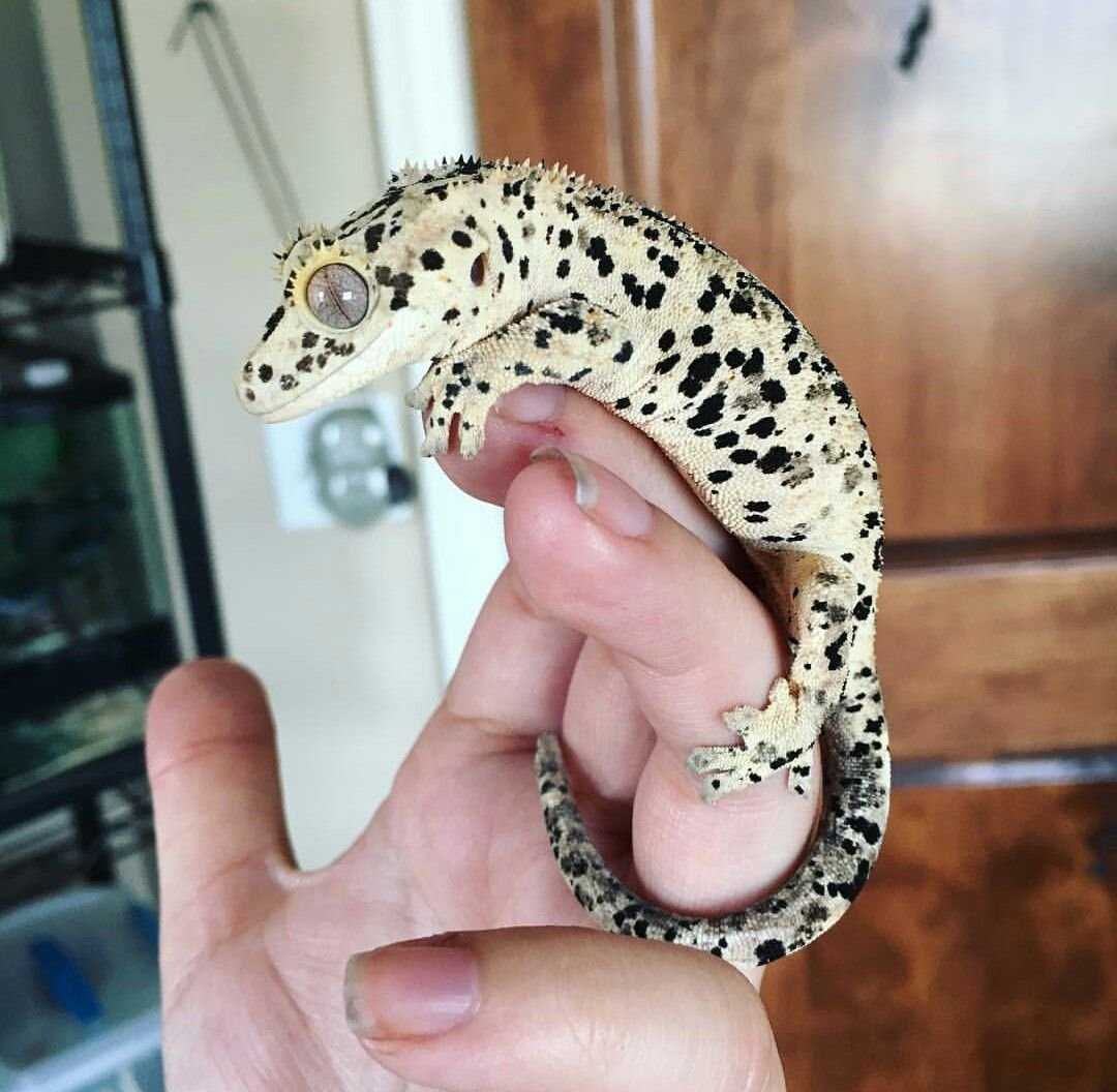 Robert Bateman картины