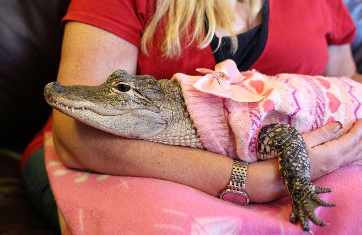 Хохлатый турако