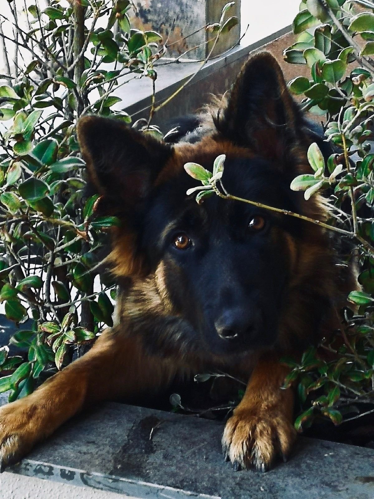 Немецкая овчарка Пинтерест