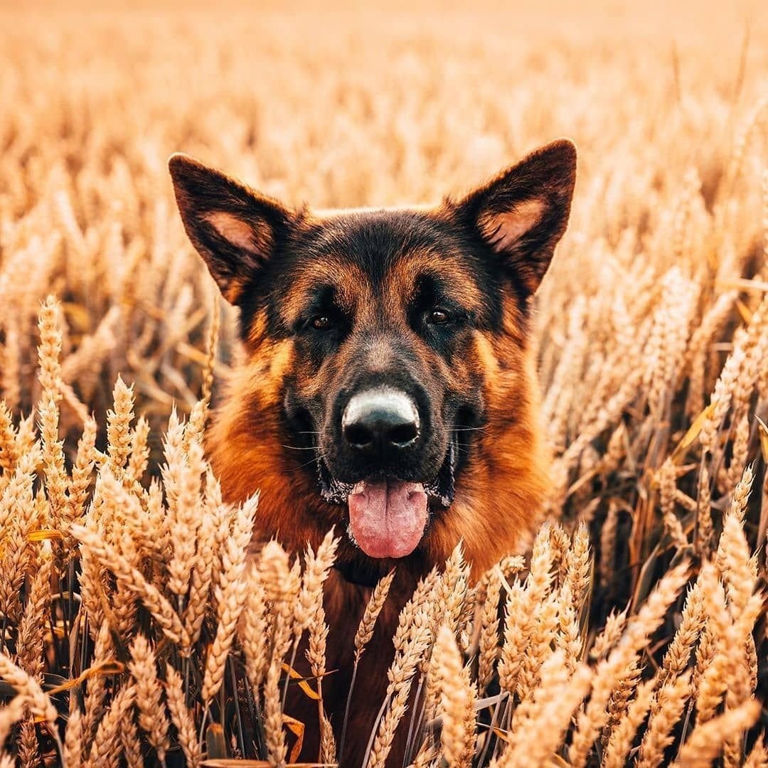 Немецкая овчарка Эстетика Пинтерест