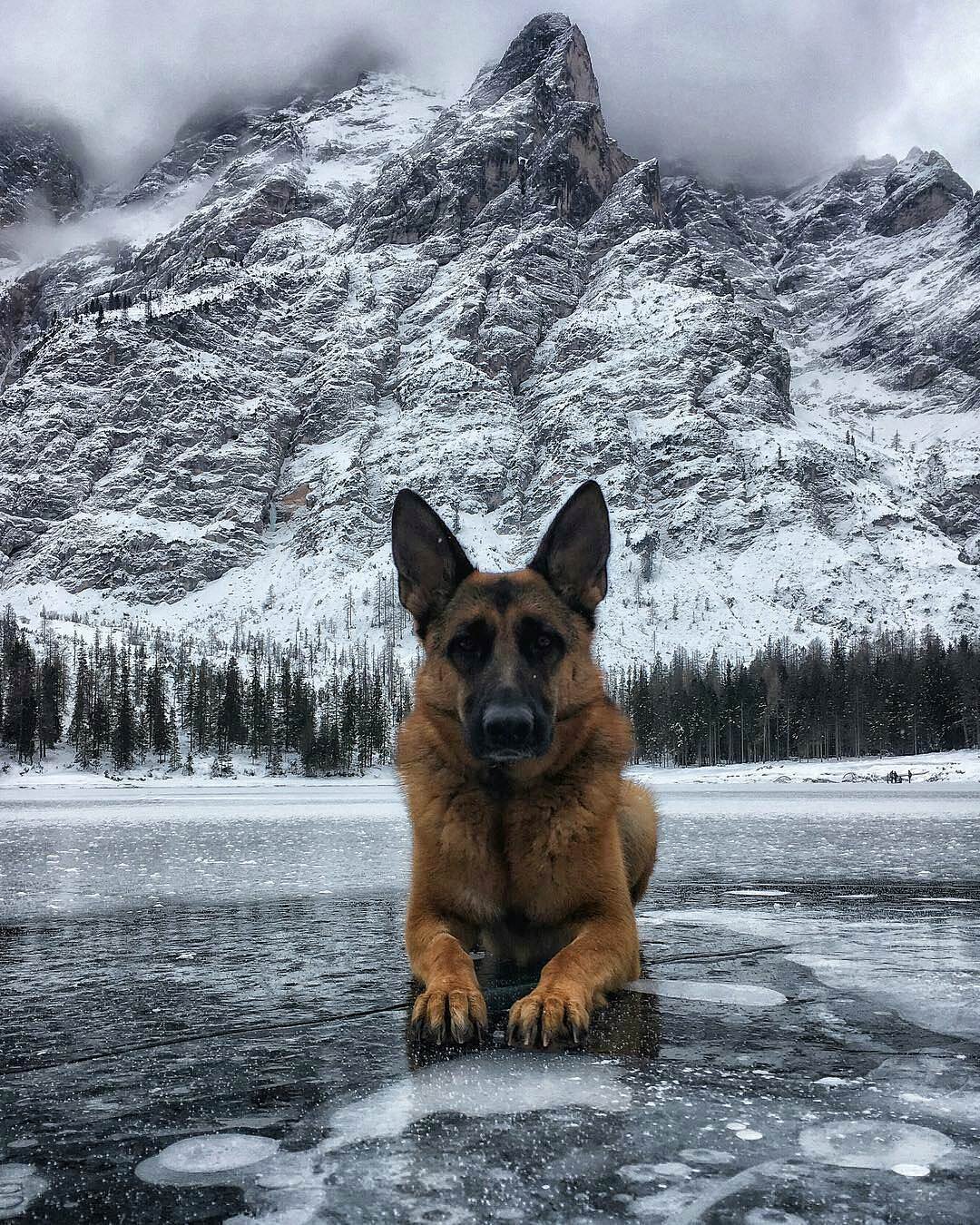 Овчарка Пинтерест