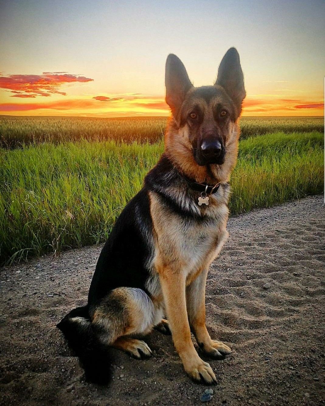 Монти немецкая овчарка