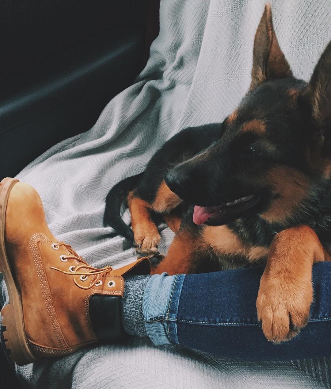 Овчарка Пинтерест