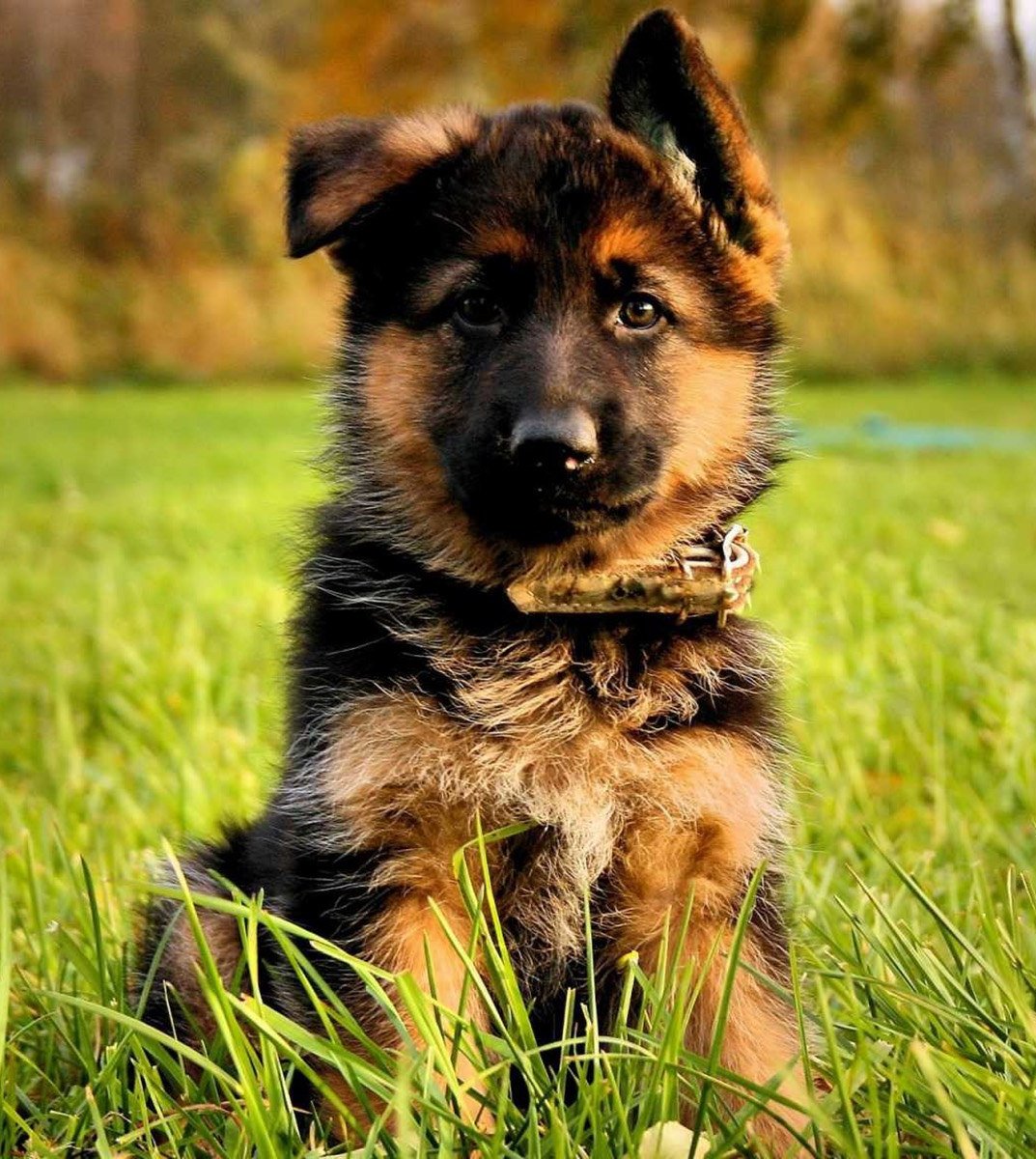 Овчарка на аву