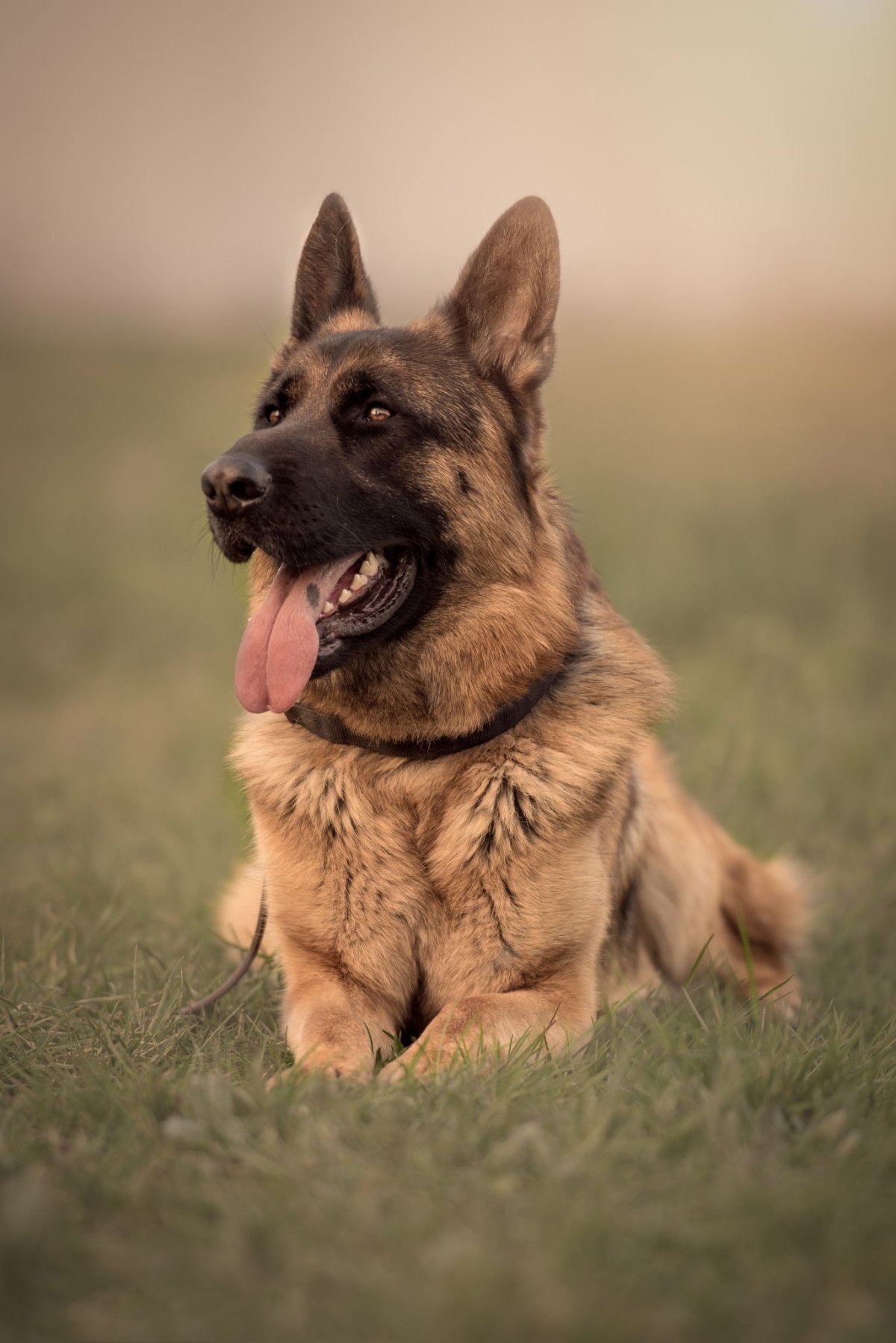 Баварская овчарка Shepherd