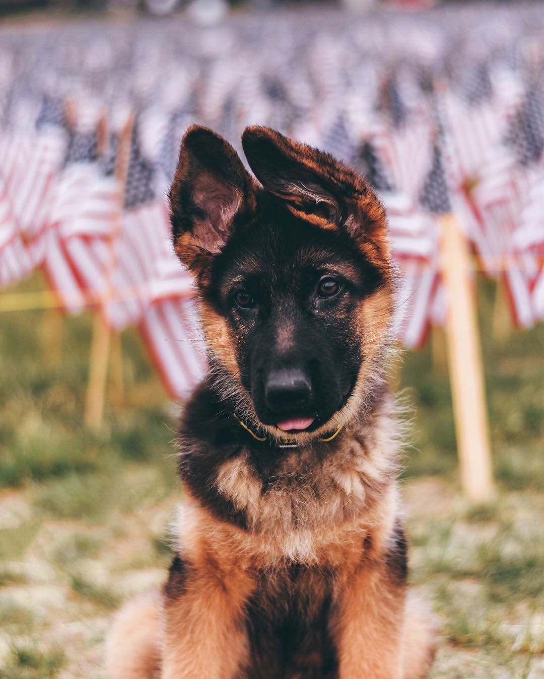 Овчарка Эстетика