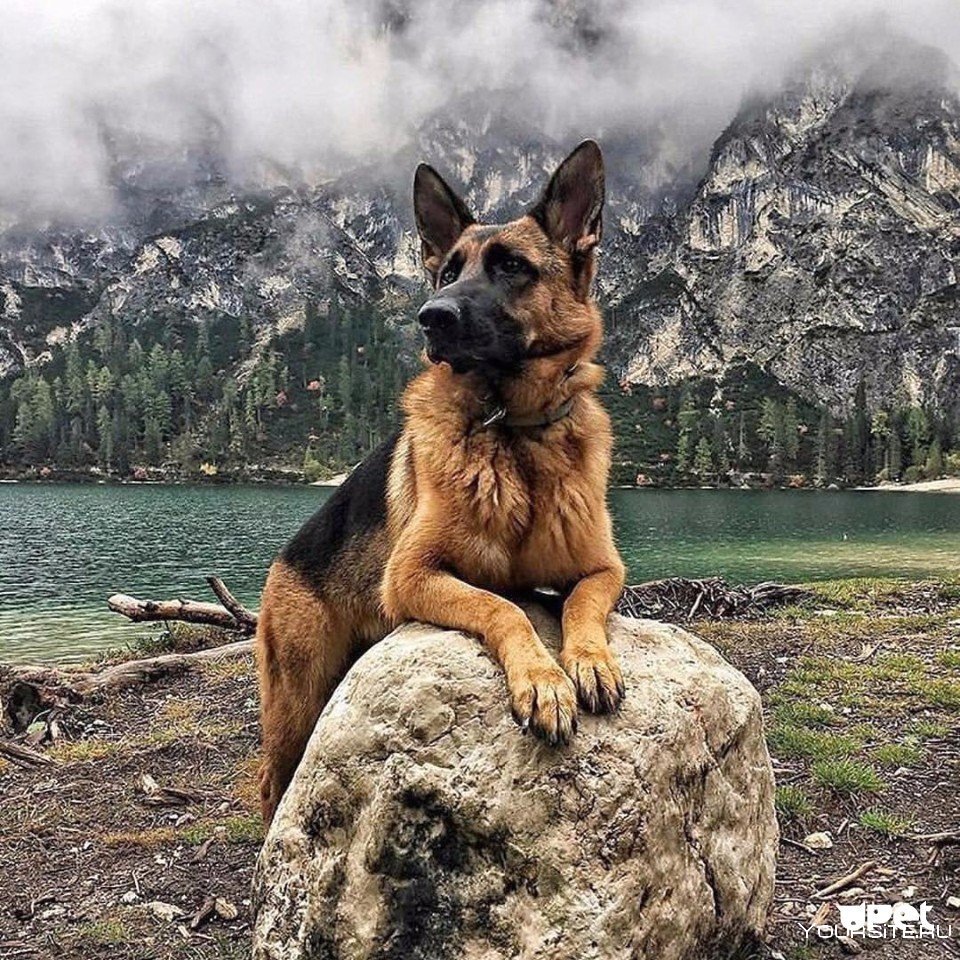 Горная немецкая овчарка