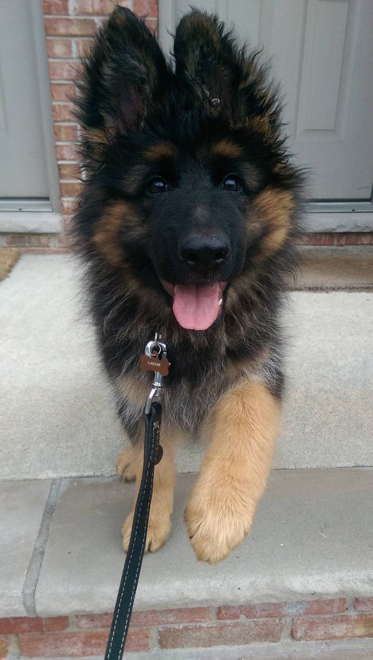 Немецкая овчарка Пинтерест