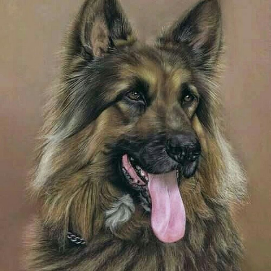 Немецкая овчарка пастелью