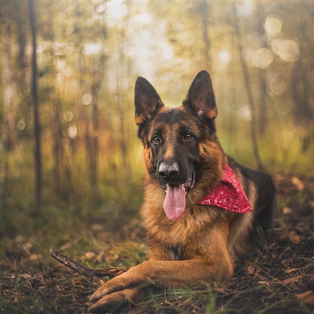 Немецкая овчарка Жека