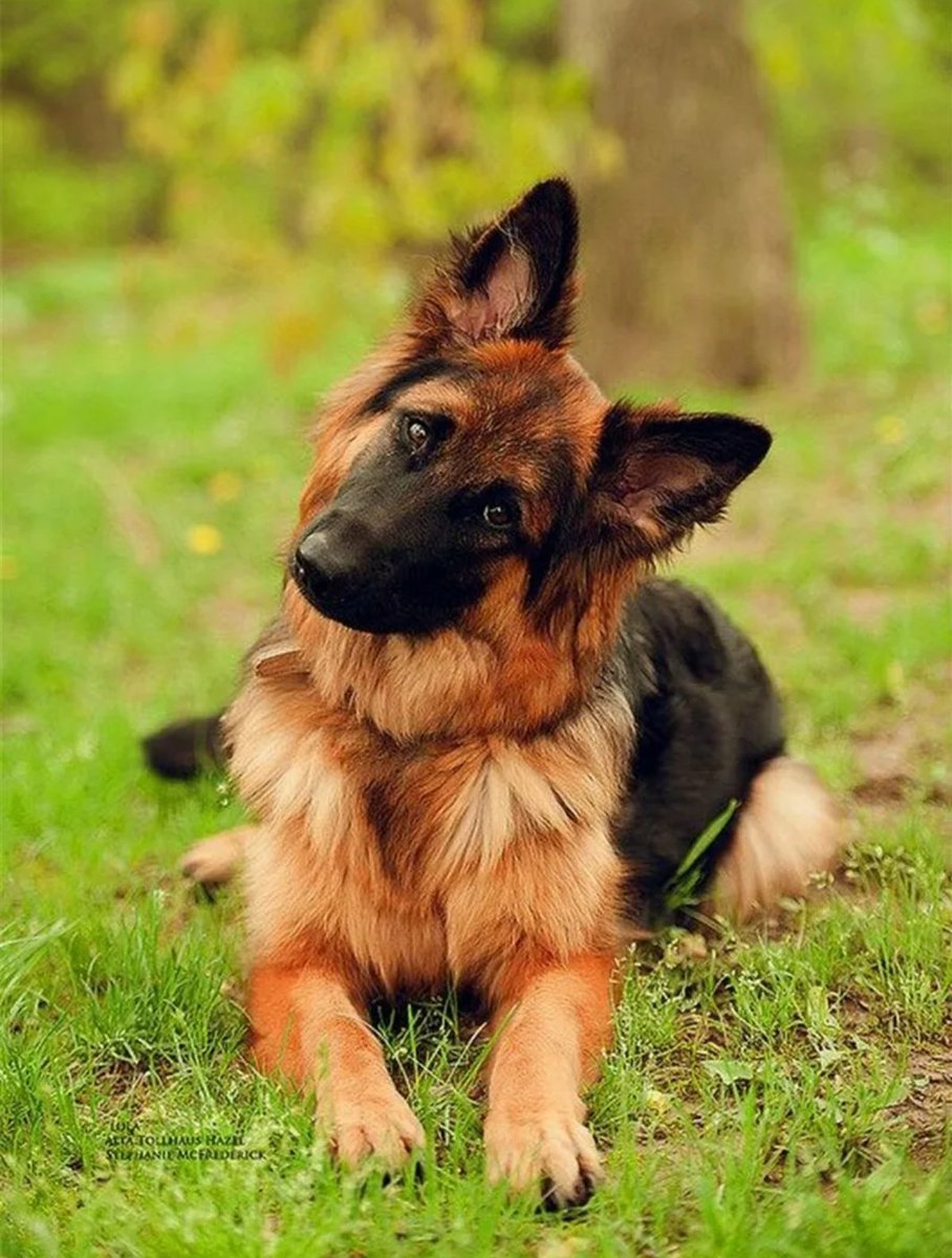 Немецкая овчарка Шеферд