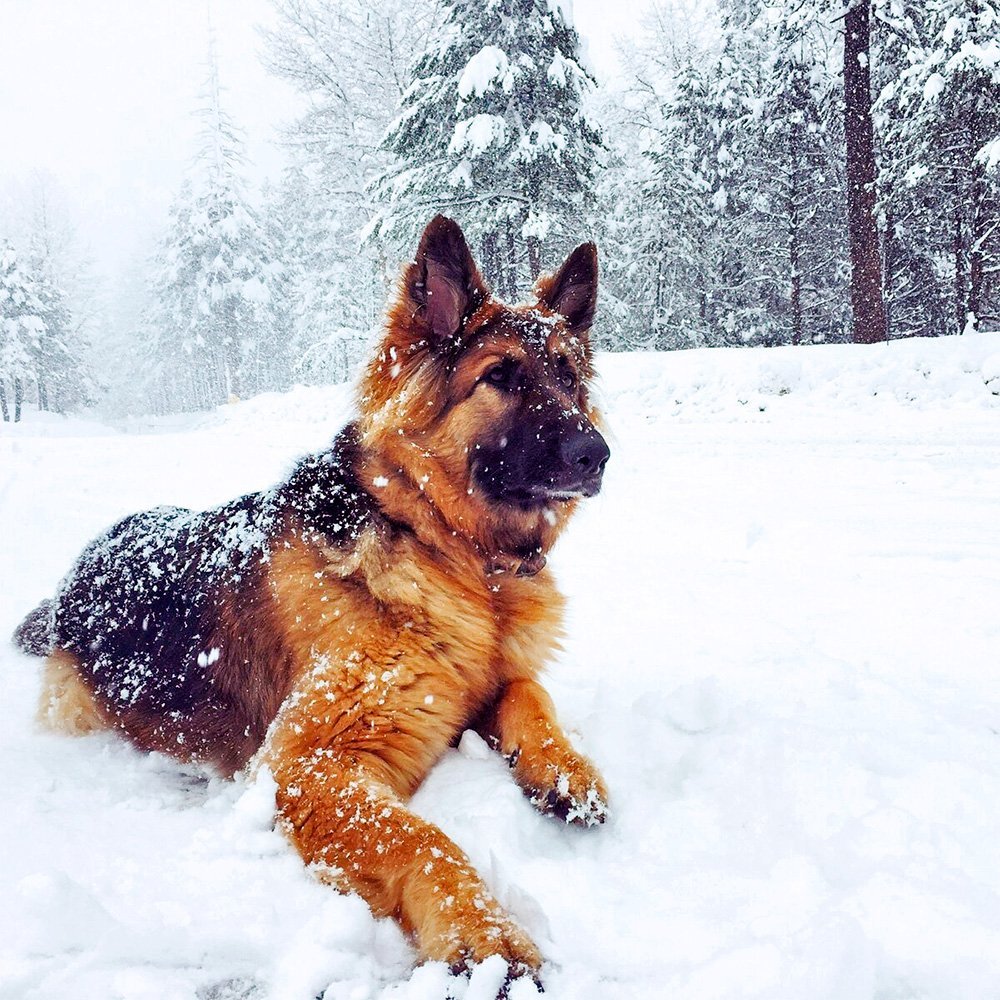 Немецкая овчарка Эстетика