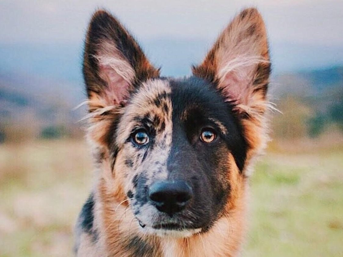 Шилонская овчарка