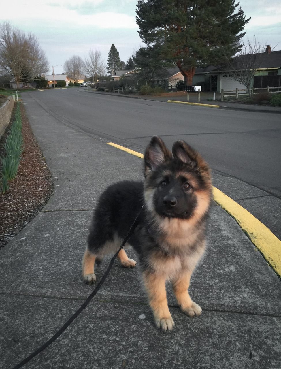 Немецкая овчарка Пинтерест