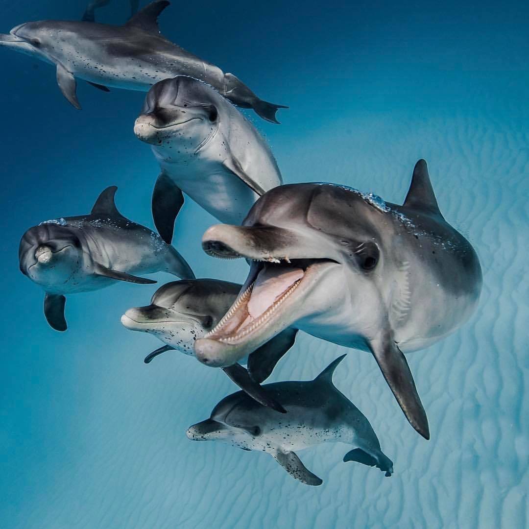 Обои на рабочий стол дельфины