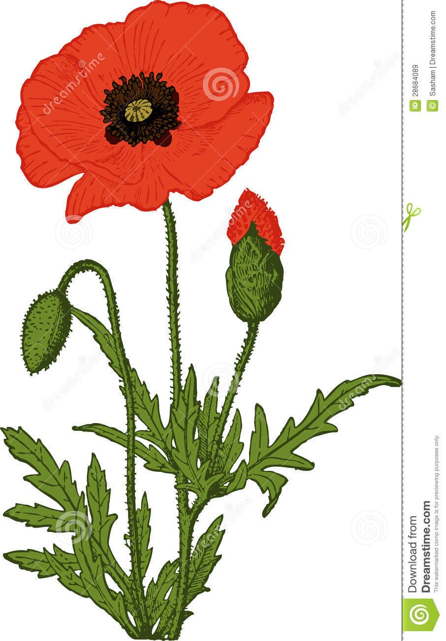 Мак цветок мультяшный