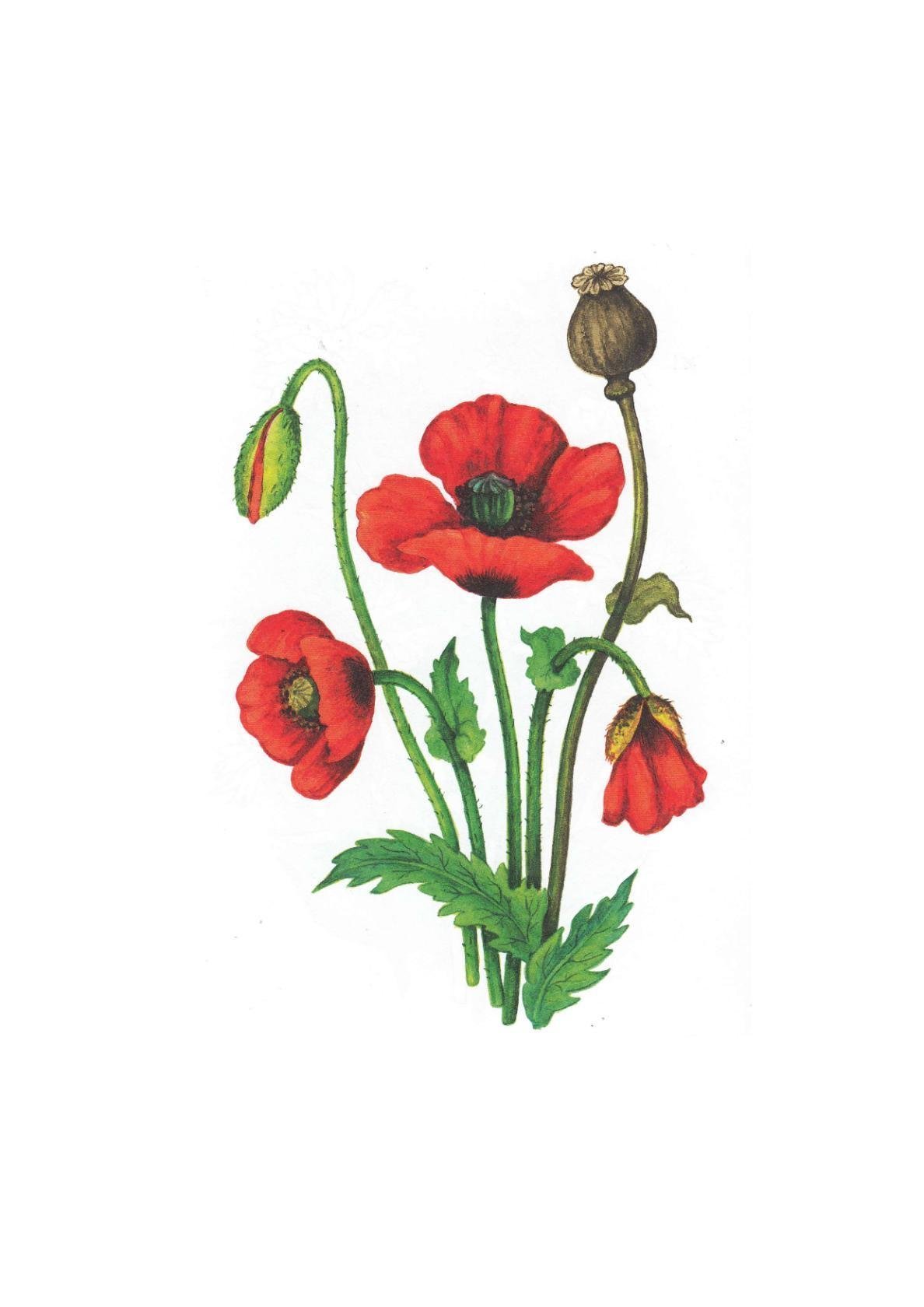 Нарисова полевой Мак