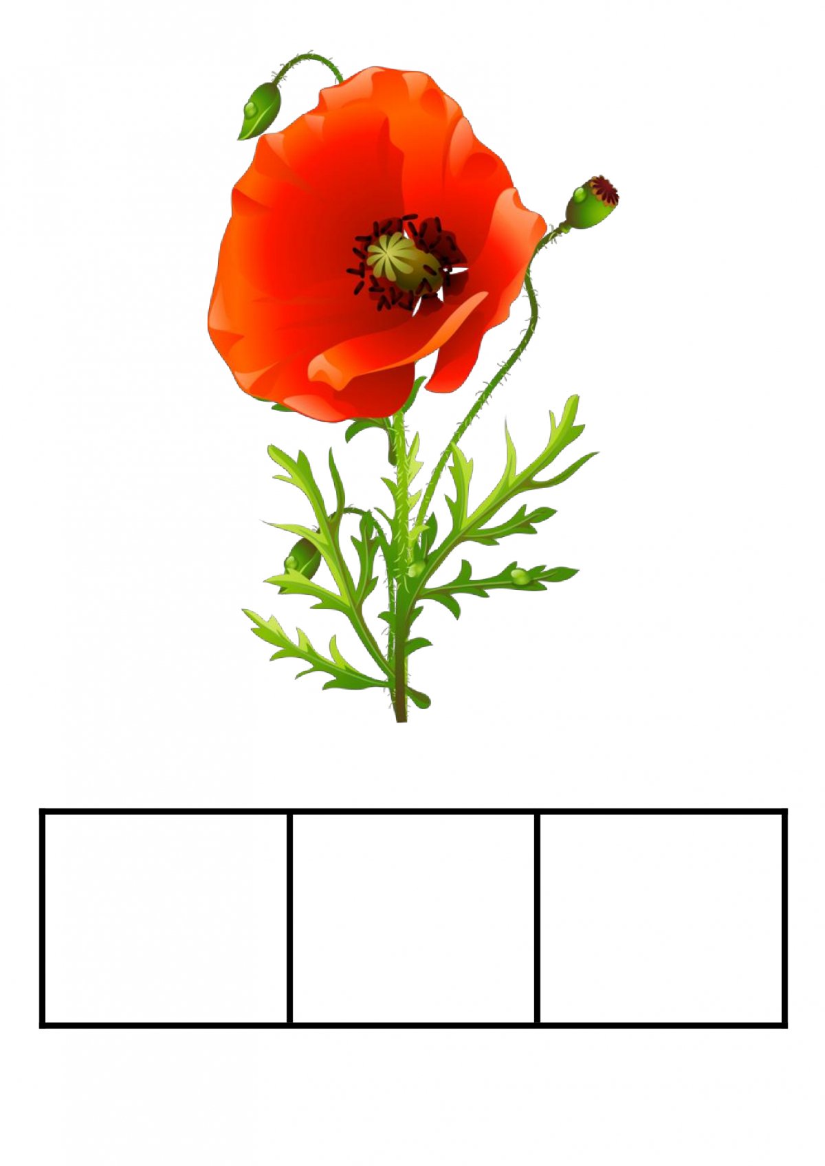 Цветок мака символ