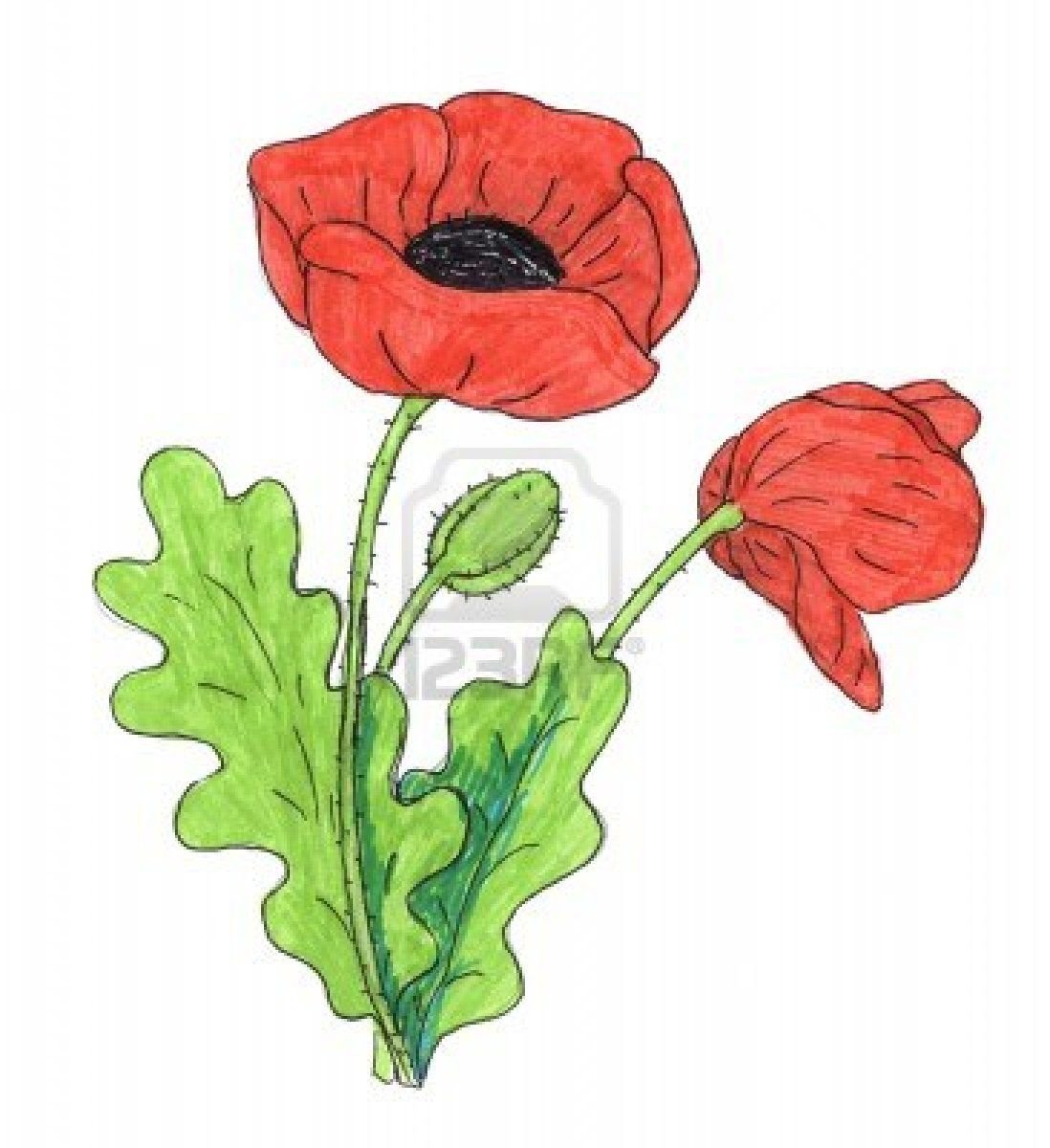 Маки Хасиба