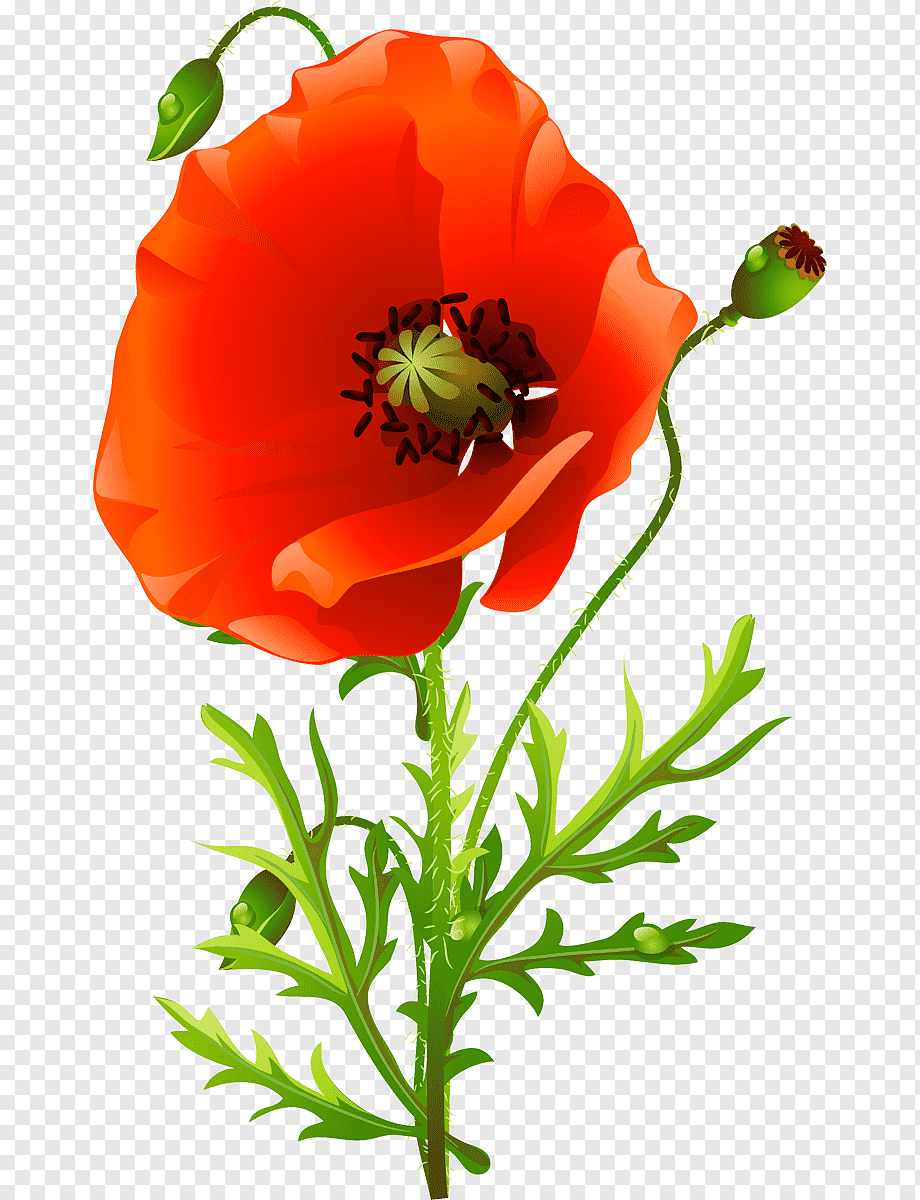 Мак рисунок