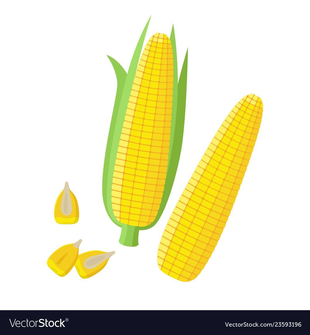 Сахарная кукуруза на белом фоне