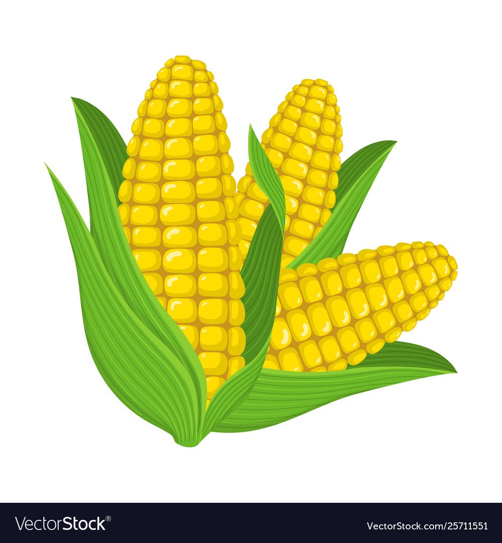 Кукуруза на белом фоне