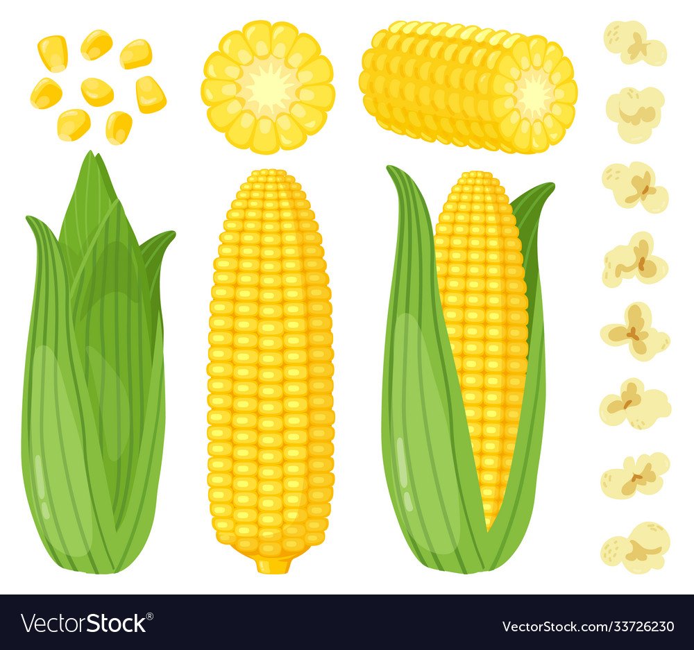 Кукуруза детская картинка