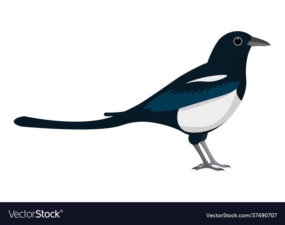Сорока клипарт на прозрачном фоне