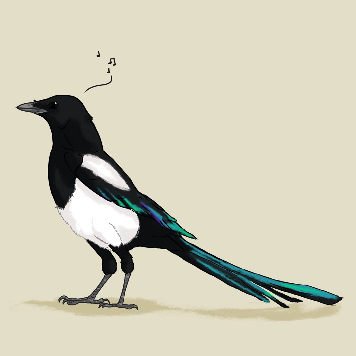 Картинка сорока на прозрачном фоне