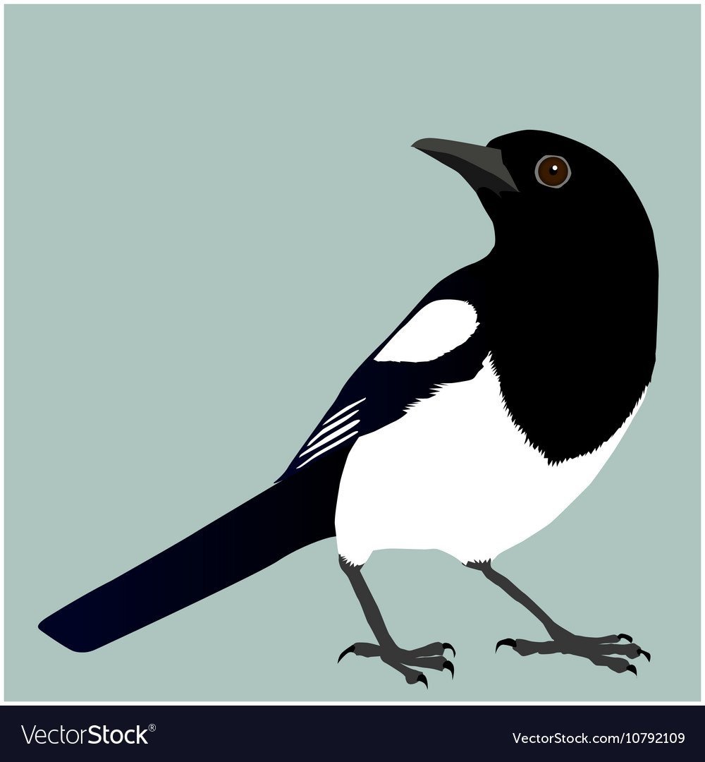 Сорока для детей