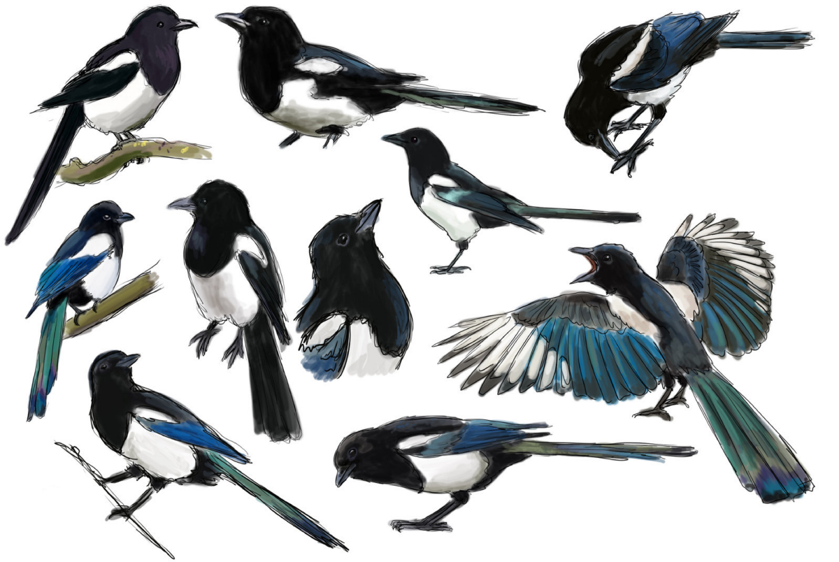 Сорока с бусами