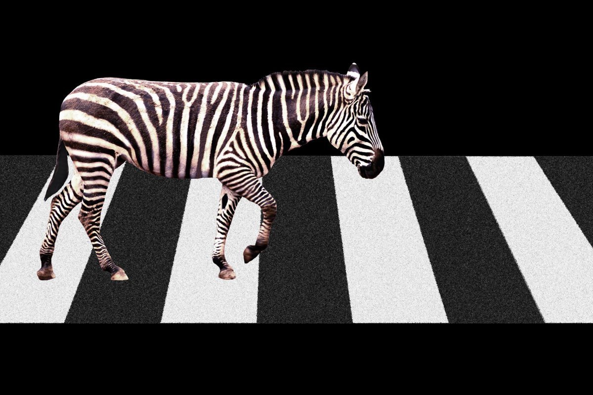 Зебра пешеход