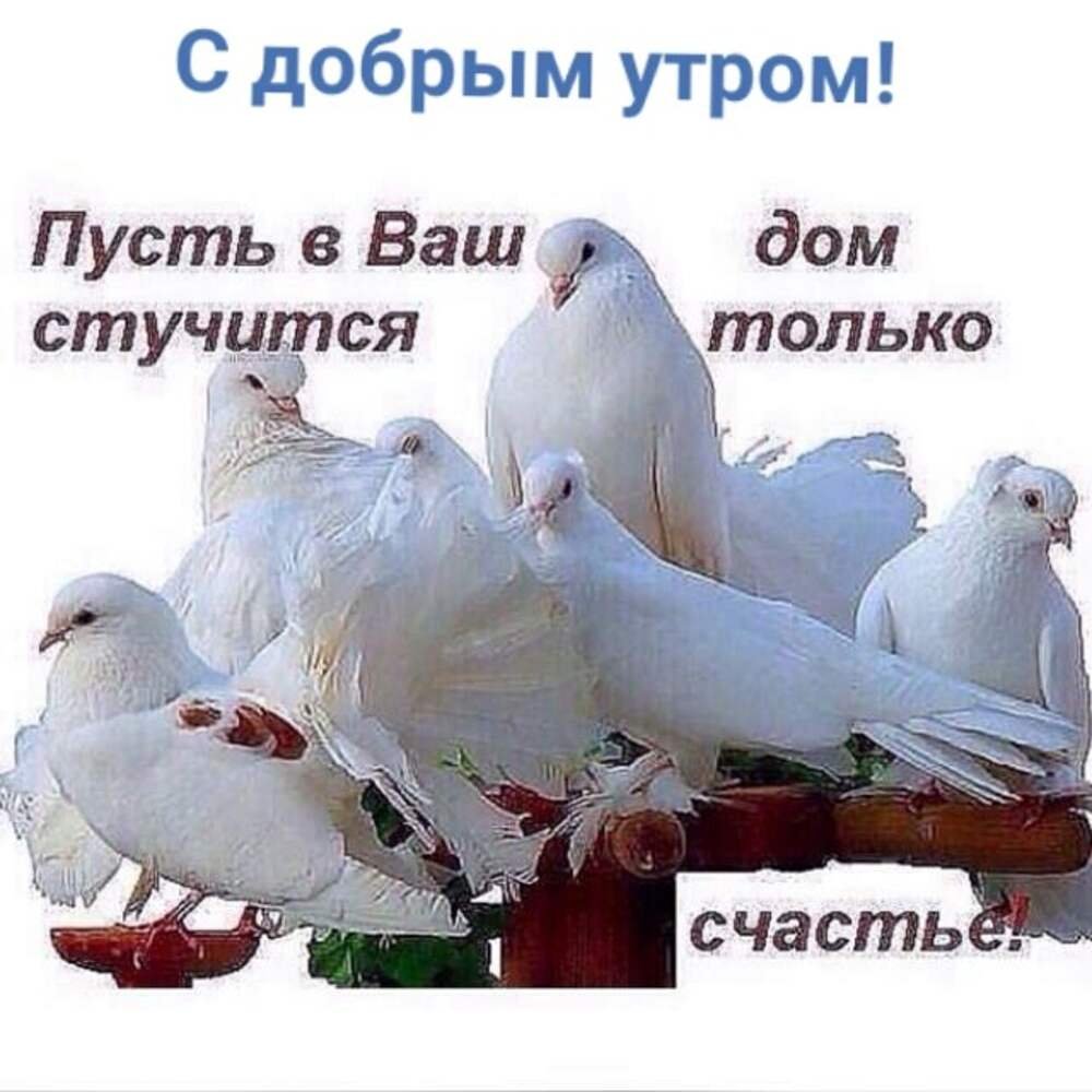 Доброе утро с голубями