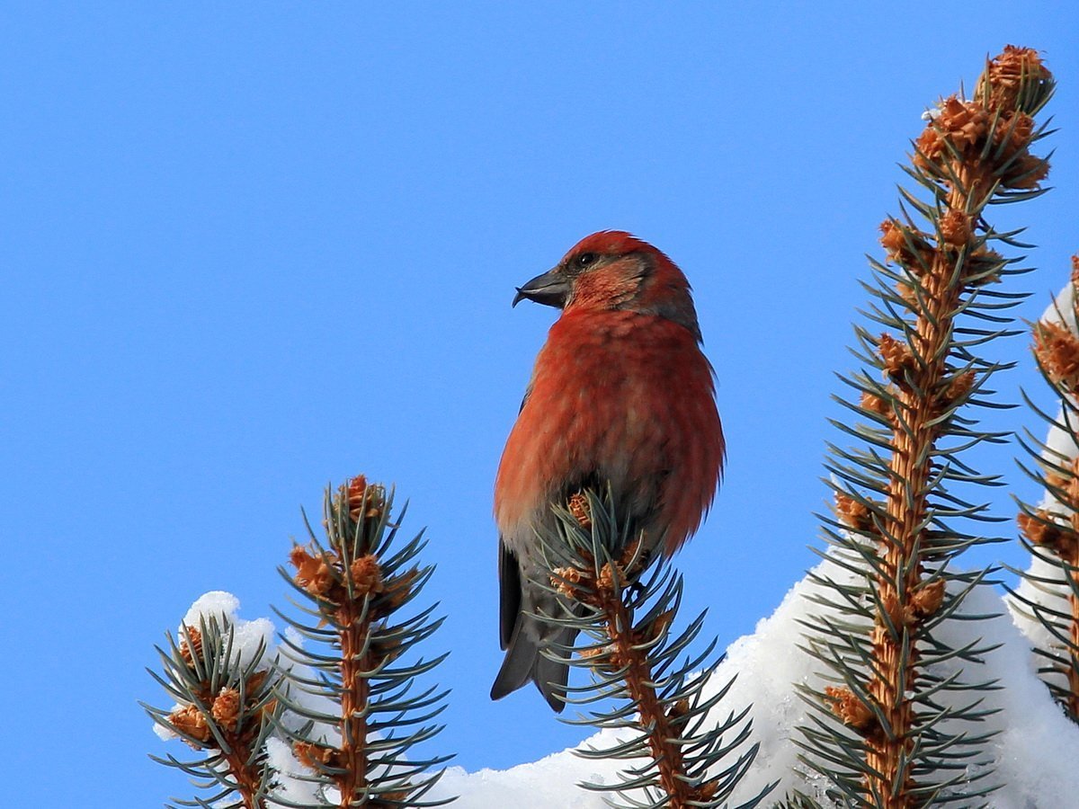Клёст-Сосновик Перелетная