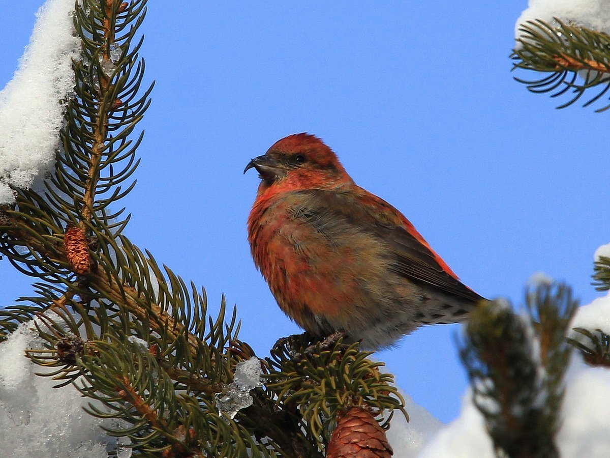 Птица Клест еловик