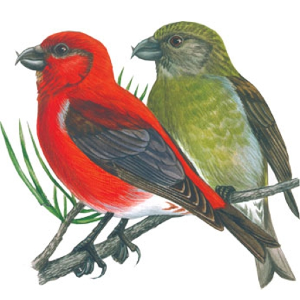 Клест еловик рисунок