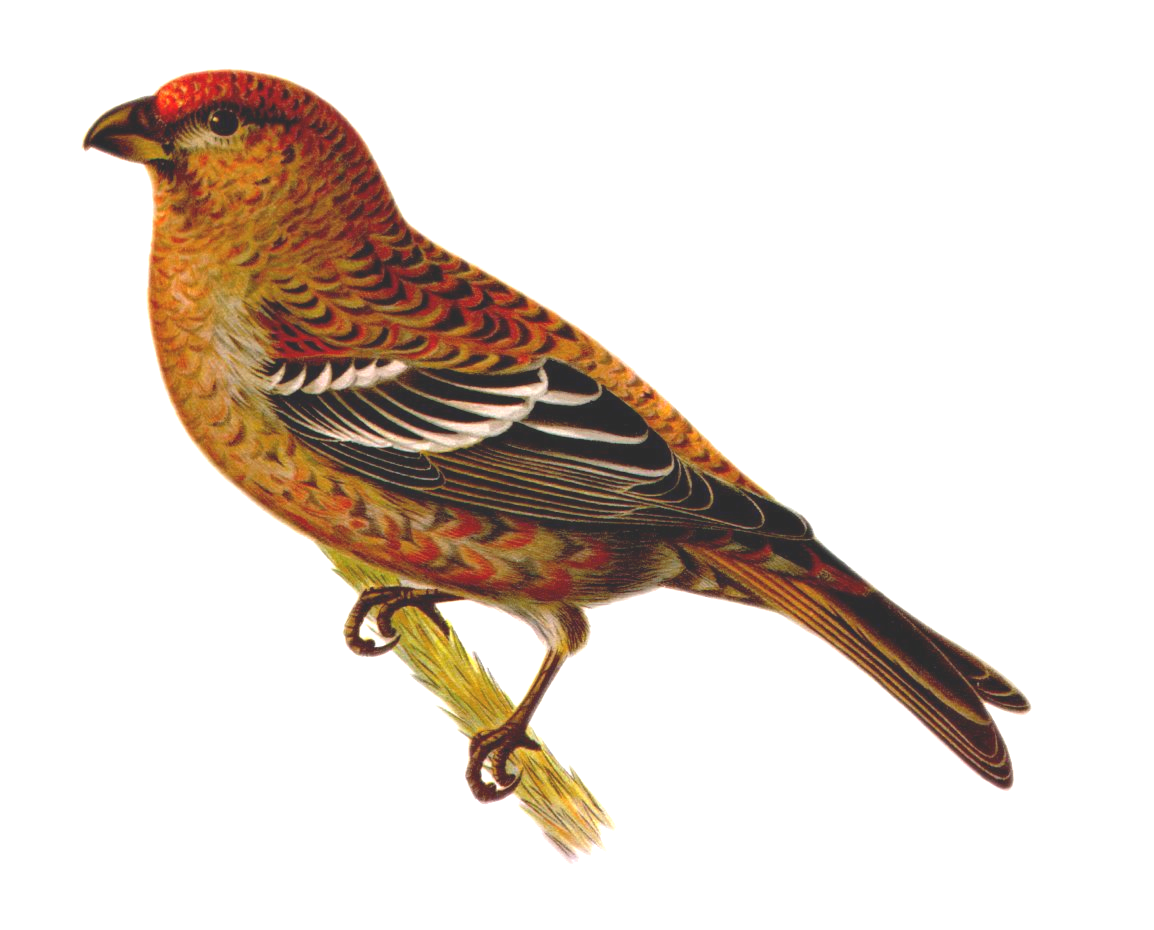 Клёст-еловик на белом фоне