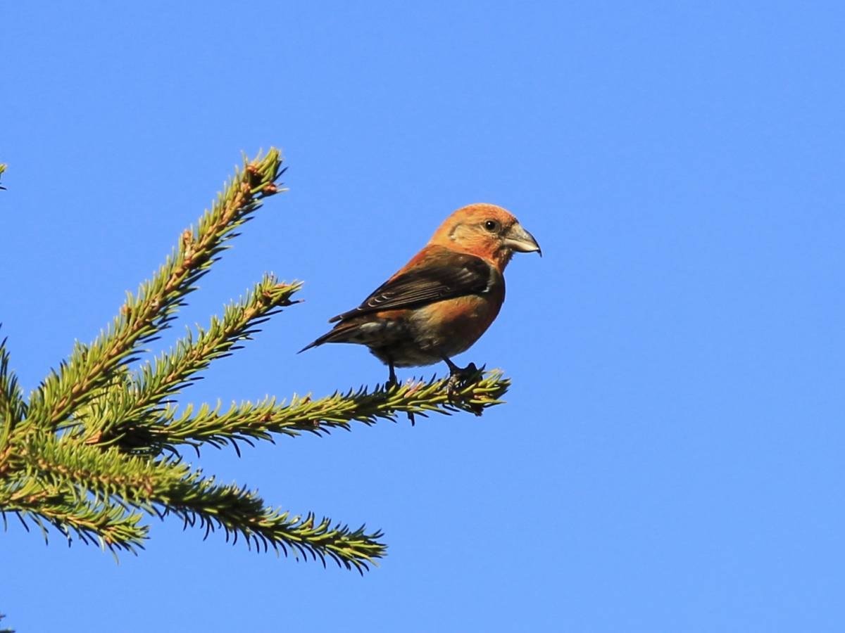 Клест Курская область