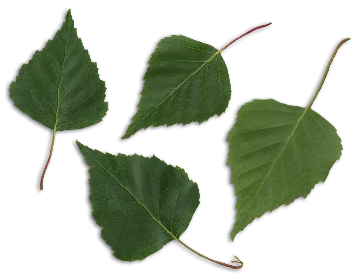 Березовый лист