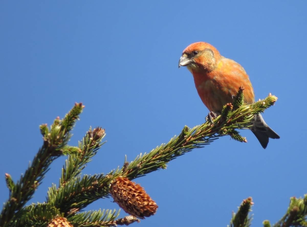 Птица Клест еловик