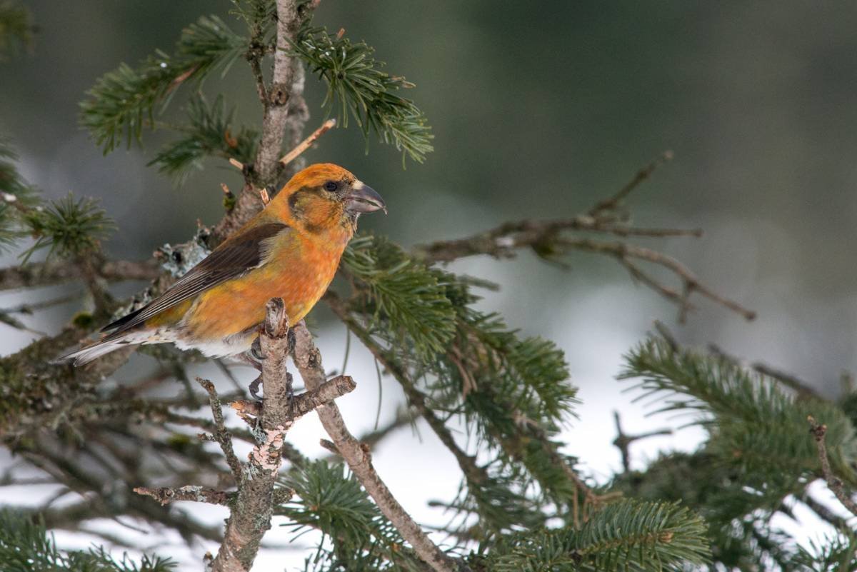 Птица Клест еловик