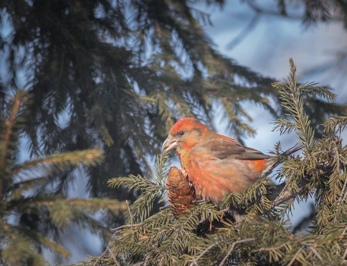 Клест еловик зимой