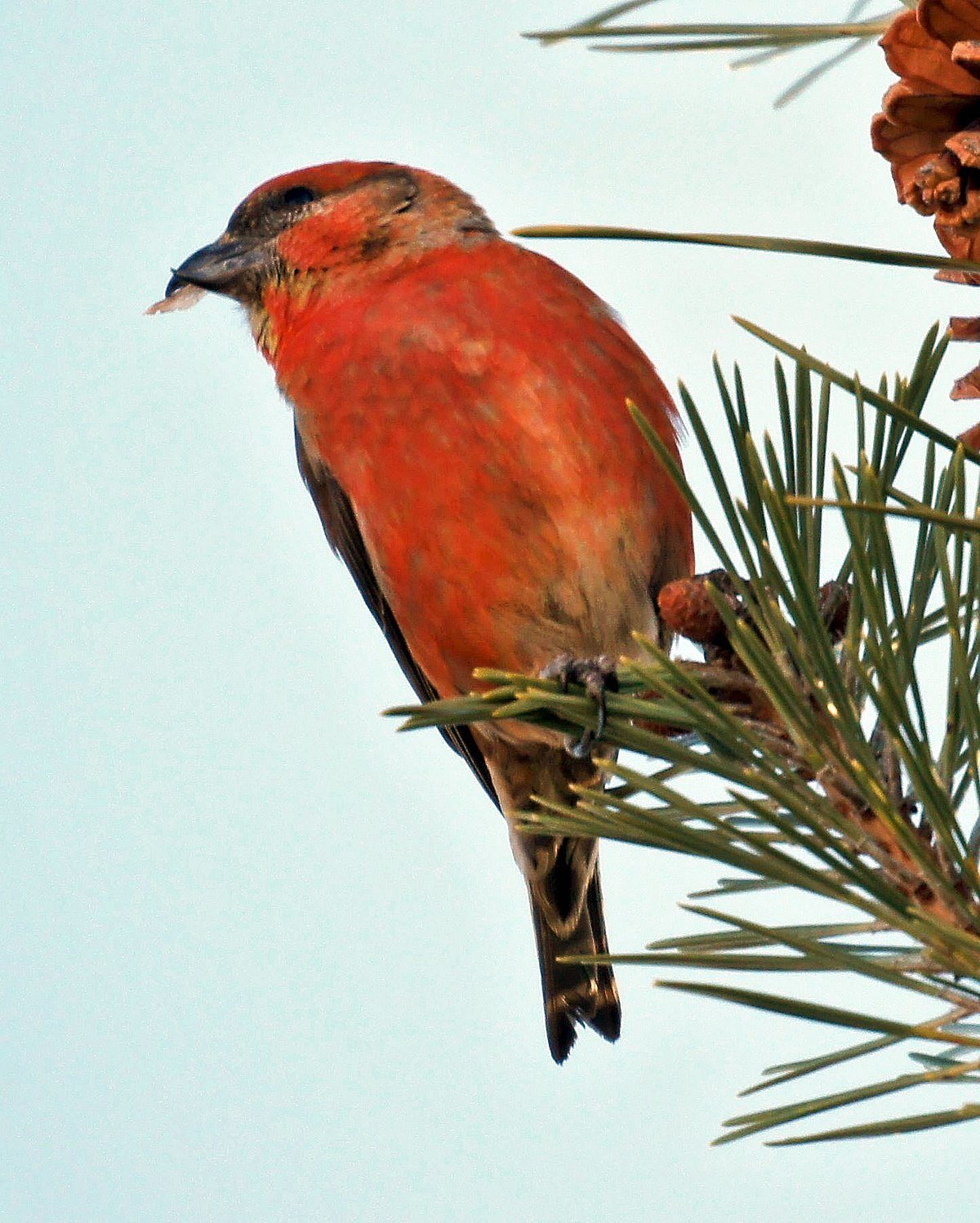 Птица Клест еловик
