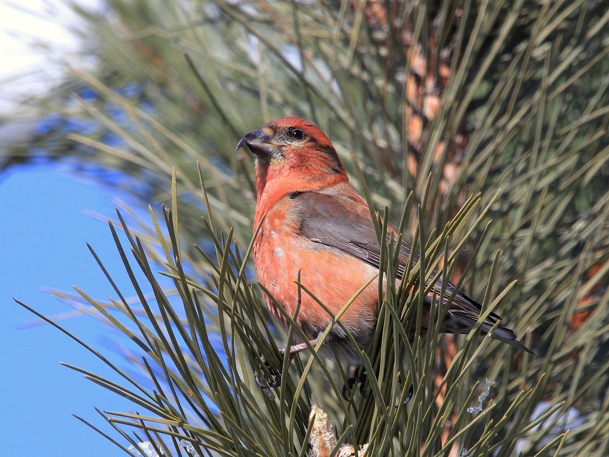 Испаньолский клёст