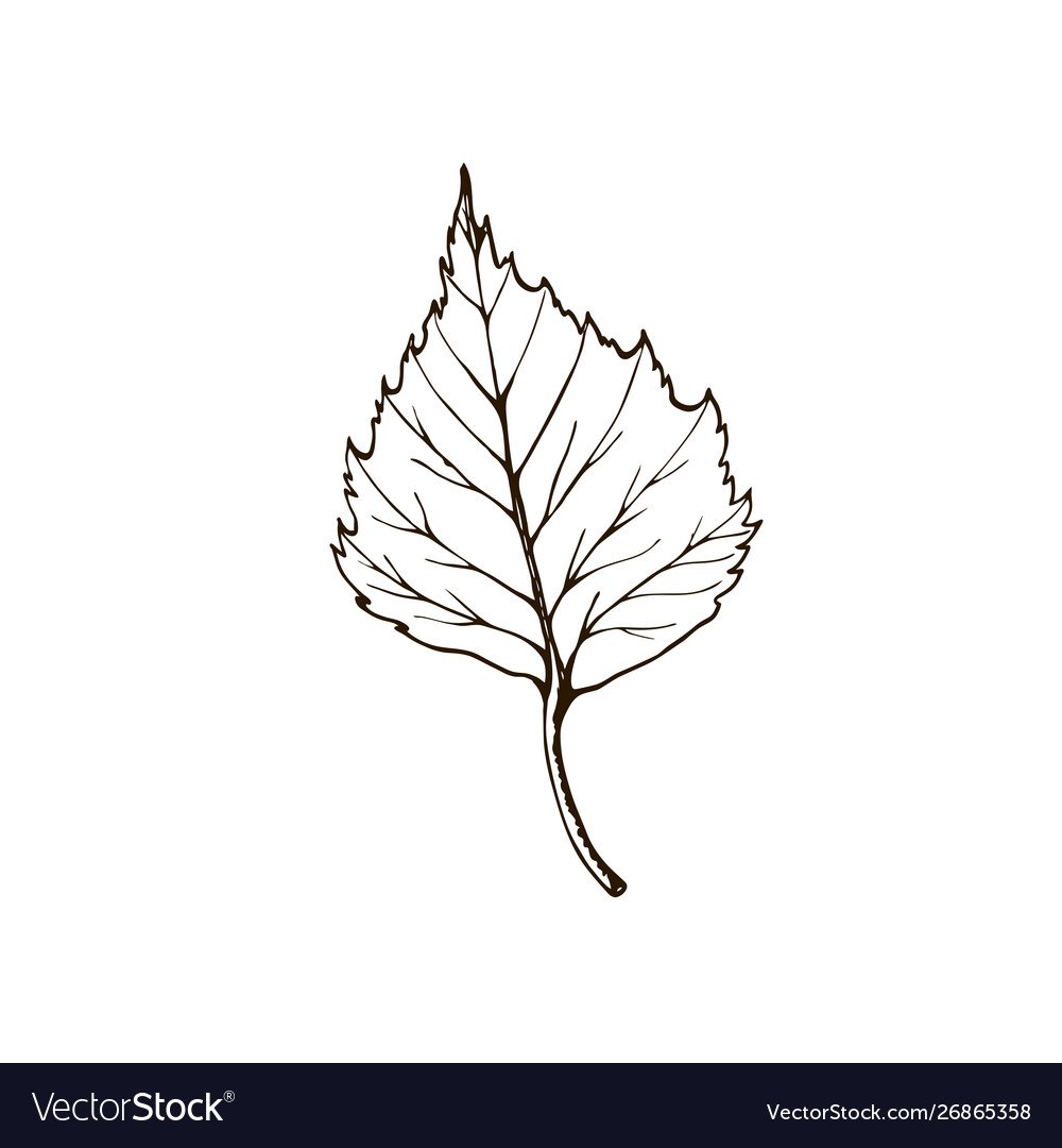 Листья березы черно белые